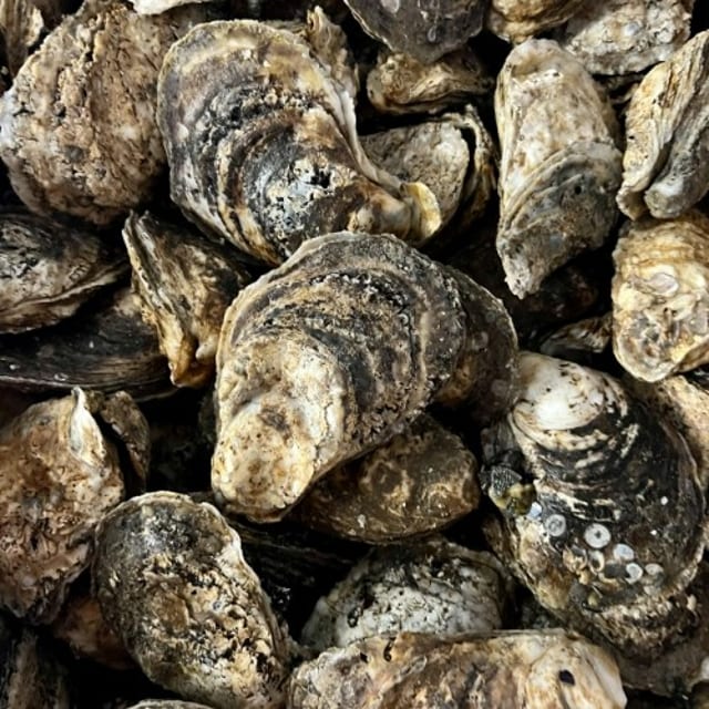 Fresh Oysters (Half Bushel).